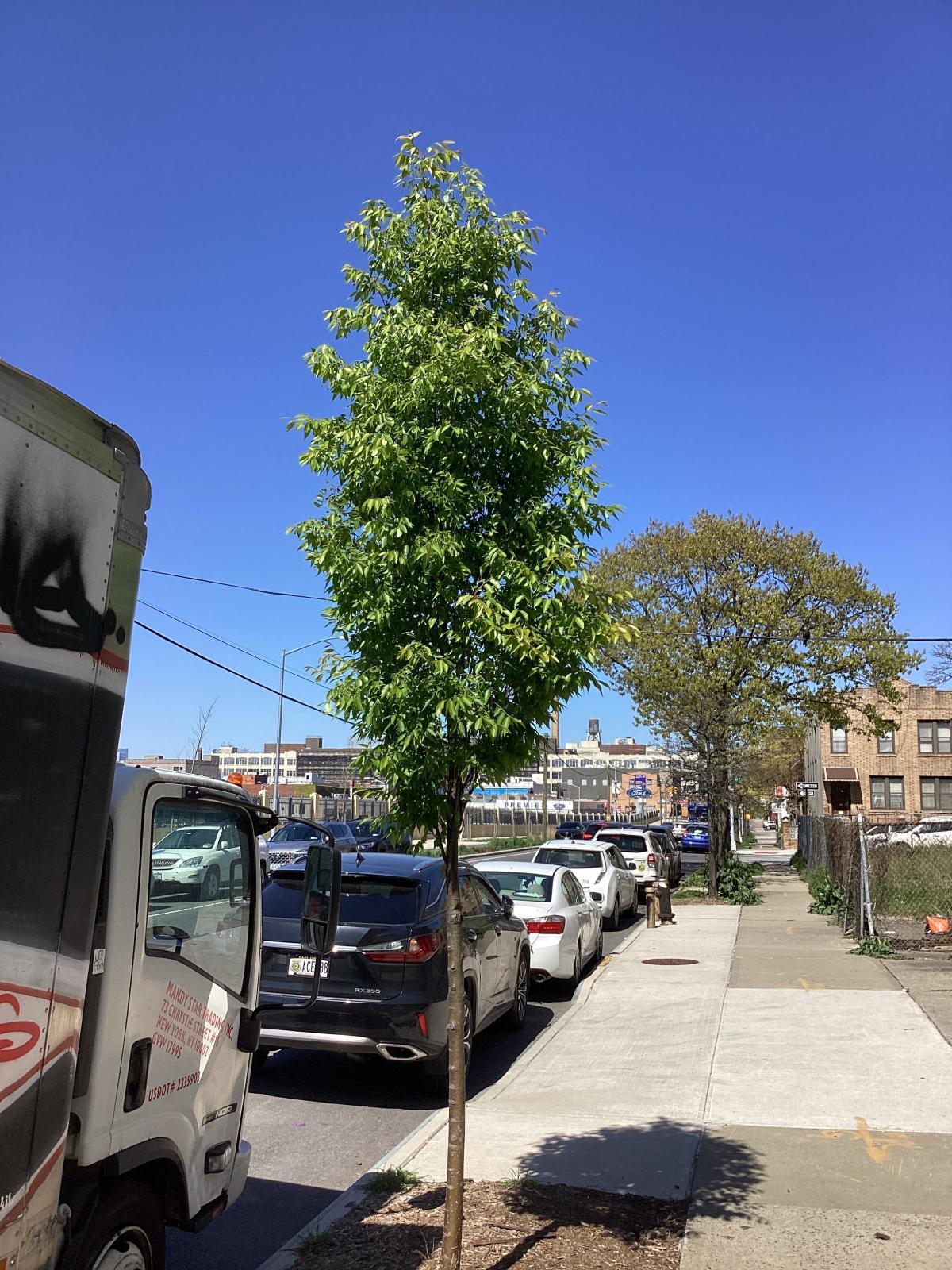 Plant Finder | NYC Street Design Manual